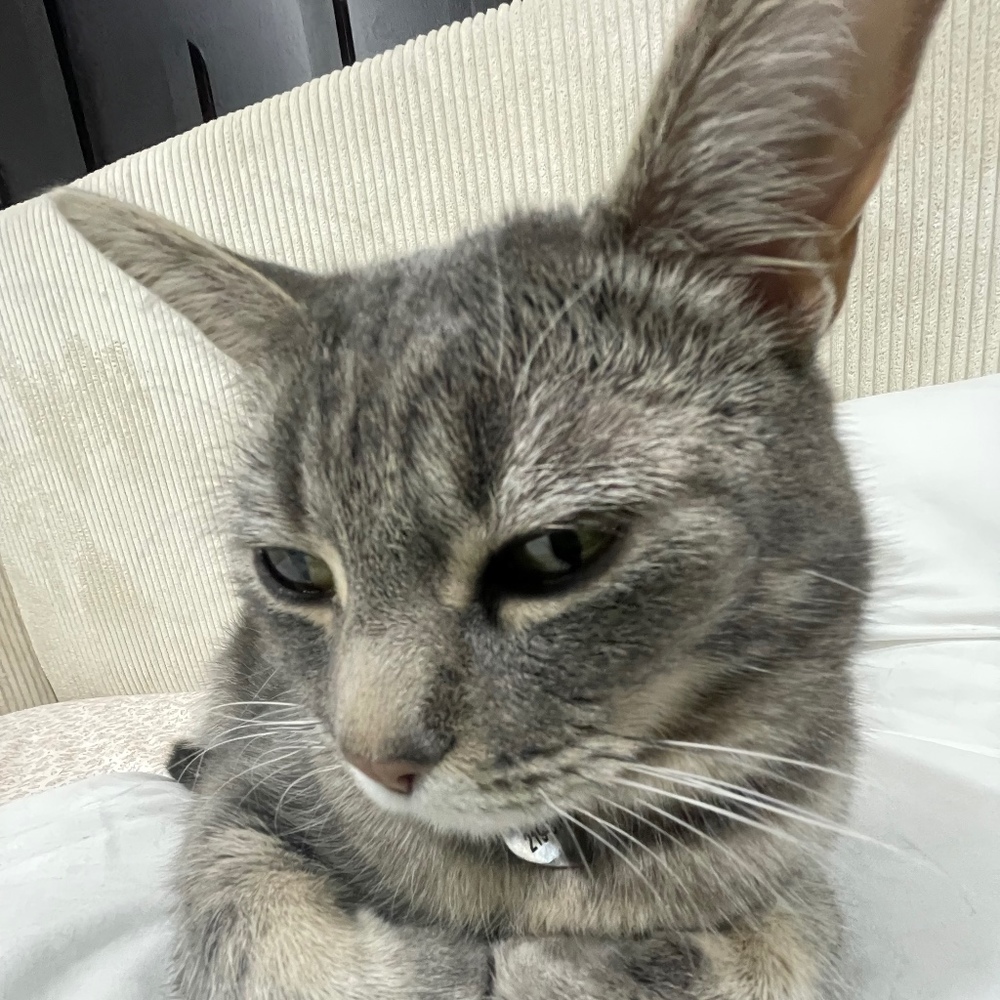 Meet your Posher, Me